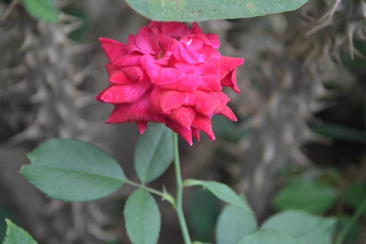 Hotel Sun Plaza-Near Konark Sun Temple- Couple Friendly-Best Choice Of Travellers Exterior photo